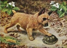 Norwich terrier vintage for sale  Tampa