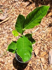Live jackfruit fruit for sale  Hudson