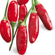 Semi peperoncino diavolicchio usato  Mazzarino