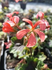 Pelargonium boar attractive for sale Pelargonium boar attractive for sale  BARNET