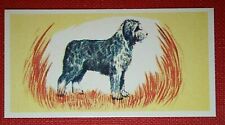 Old english sheepdog for sale  DERBY
