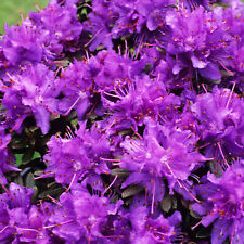 Rhododendron azurika dwarf for sale  UK