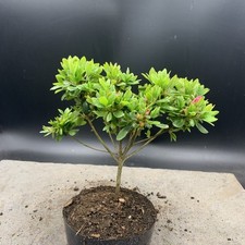 Shohin japanese azalea for sale  HULL