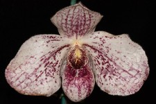 Paphiopedilum akala lelo for sale  Petaluma
