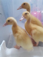White campbell white for sale  AXBRIDGE