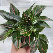 Aglaonema rotundum tiger for sale  Reseda