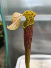 Sarracenia cv. golden for sale  Shipping to Ireland