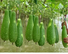 Asian bottle gourd for sale  LONDON