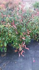 Piante photinia red usato  Altamura