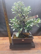 Rare pink flowering for sale  PETERBOROUGH