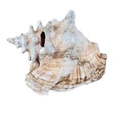 Coquillage collection strombus d'occasion  Massy