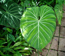 Philodendron gloriosum velvety for sale  USA