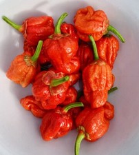 Worlds hottest chilli for sale  LLANDYSUL