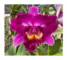 Rhyncatlaelia ching sun gebraucht kaufen  Stuttgart