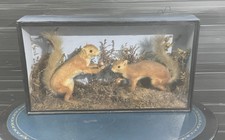 Red squirrels for sale  HASSOCKS