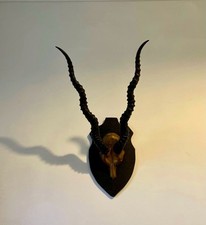 Taxidermie berittene indische gebraucht kaufen  Versand nach Germany