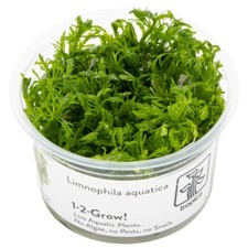 Limnophila aquatica invitro gebraucht kaufen  Püttlingen