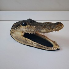 Baby alligator head for sale  Lima