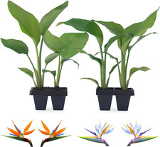 Bird paradise plants for sale  Denver