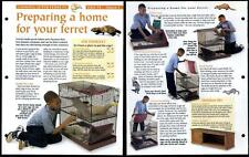 Home ferret looking for sale  SLEAFORD