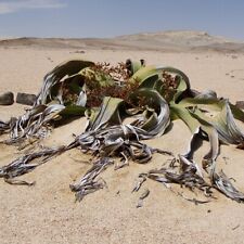 Welwitschia 2 seeds for sale  Shipping to Ireland