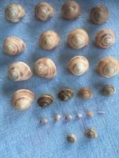 Conchiglie naturale usato  San Felice Circeo