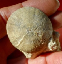 Oursin fossile normandie d'occasion  Cuxac-d'Aude
