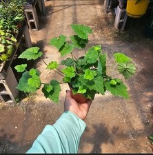 Piggyback plant 4in for sale  Covina