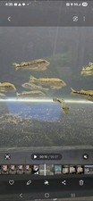 Royal silk peacock for sale  Westland