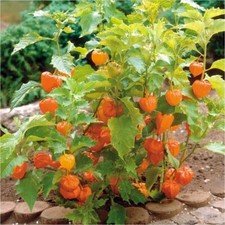 Physalis alkakengi lantern for sale  LOUTH