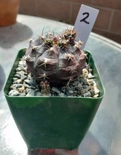 Gymnocalycium anisitsii cactus for sale  La Mirada