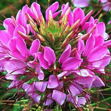 Cleome mauve queen for sale  Sevierville