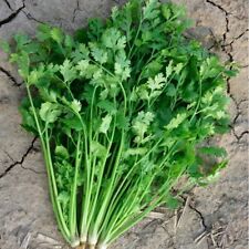 10g 900pcs cilantro for sale  Irvine