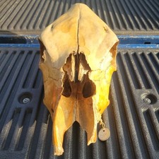 Large cow head for sale  Mc Clure