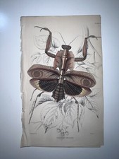1st hand colored for sale  Lanexa