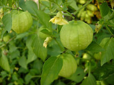 Tomatillo verde physalis for sale  SALISBURY