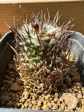 Turbinicarpus gracilis. very usato  Valdastico