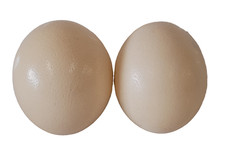 birds egg collection for sale  HARLOW