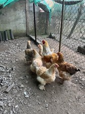 Uova fertili brahma usato  Fivizzano