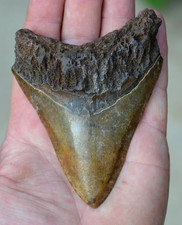 Stunning 4.2 megalodon for sale  UK