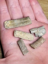 Set detailed crinoid for sale  SOLIHULL