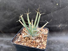 Leuchtenbergia principis cactu usato  Massafra