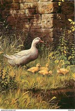 Animaux oiseaux oie d'occasion  Fruges