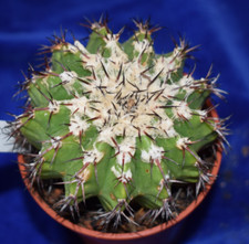 Discocactus specie cactus for sale  MILTON KEYNES