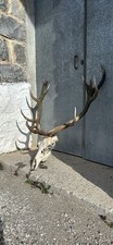 Crâne cerf d'occasion  Montélimar