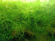 tropical fish guppies for sale tropical fish guppies for sale SWANSEA
