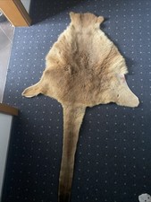 Echtes fell känguru gebraucht kaufen  München