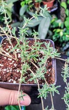 Senecio twinkle little for sale  FAREHAM