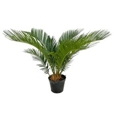 Pianta cycas revoluta usato  Piazza Armerina