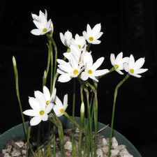 Narcissus serotinus israel for sale  Los Angeles